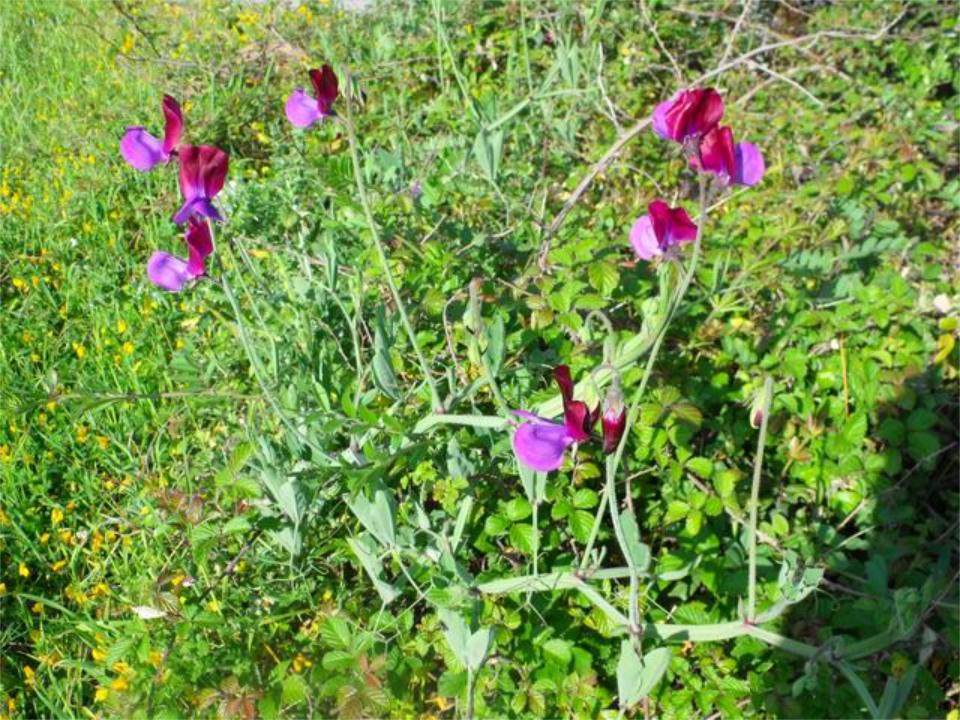 Lathyrus odoratus